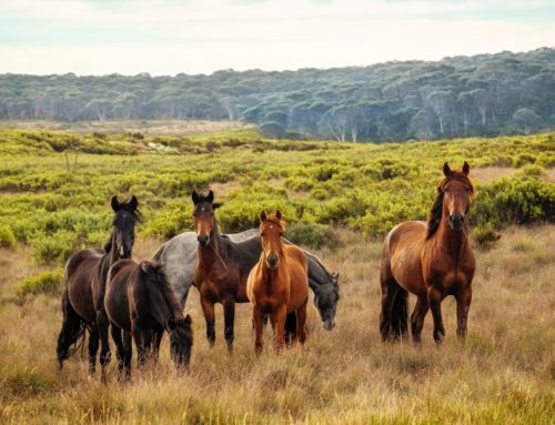 Essential Oils to Help Equines
